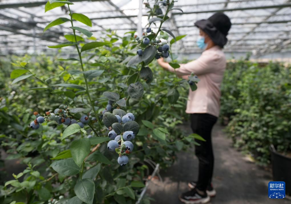 山東日照：小藍(lán)莓 大產(chǎn)業(yè) 