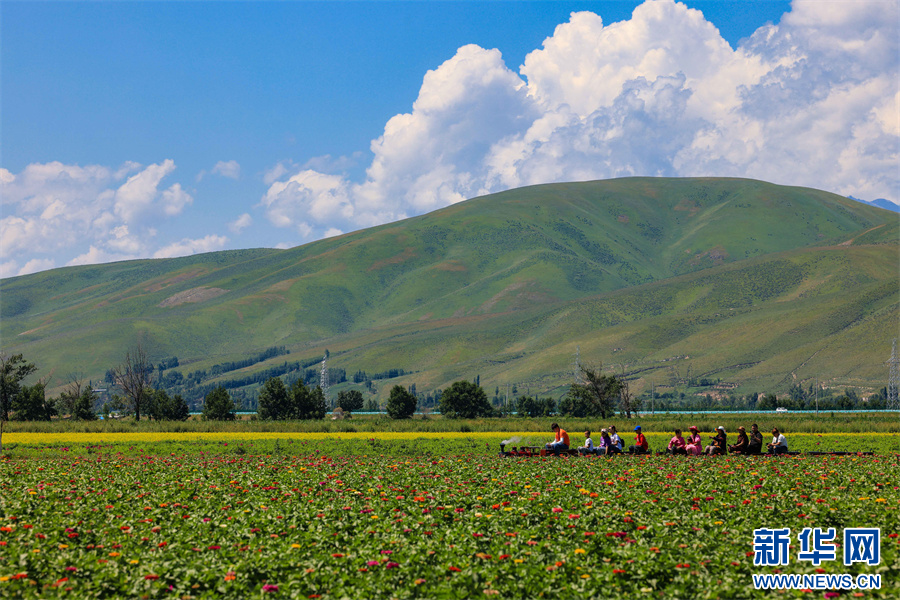 新疆新源：千畝花海醉游人